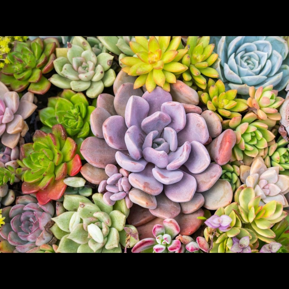 Offers and Bundles Accepted